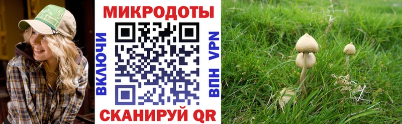 Галлюциногенные грибы Psilocybine cubensis  Новокубанск 