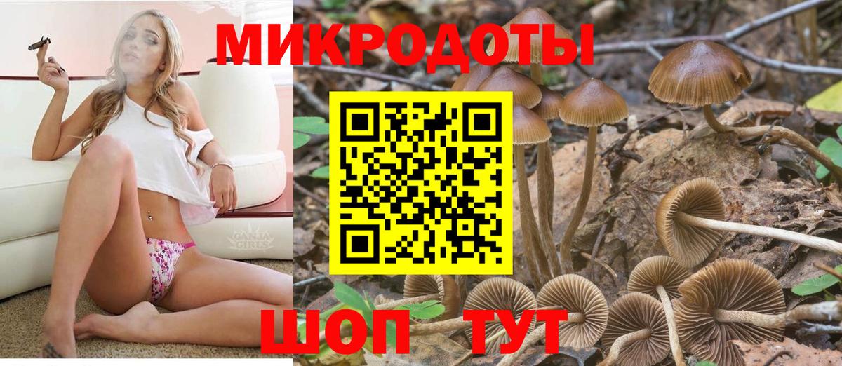 Галлюциногенные грибы Psilocybe Новокубанск